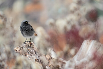 The black redstart male in the wild (Phoenicurus ochruros)