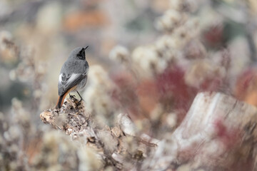 Among the brushwoods, portrait of Black redstart male in the autumn season (Phoenicurus ochruros)