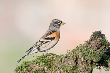 Fine art portrait of Brambling male (Fringilla montifringilla)