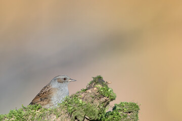 The dunnock at sunrise, fine art portrait (Prunella modularis)
