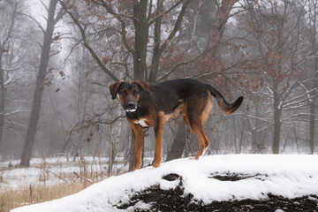 Pies na konarze © Aruru