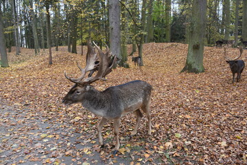 Deer in autumn field, deer in an autumn park, czech republic