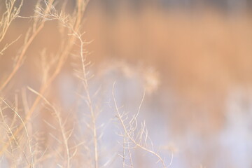 SILHOUETTE OF PLANTS AT SUNSET Sunset in the field. Close view of grass, atural background