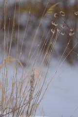 SILHOUETTE OF PLANTS AT SUNSET Sunset in the field. Close view of grass, atural background