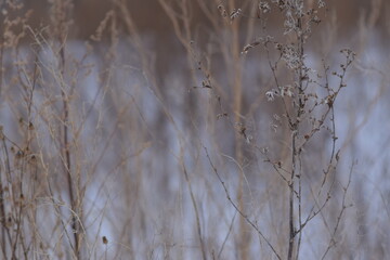 SILHOUETTE OF PLANTS AT SUNSET Sunset in the field. Close view of grass, atural background