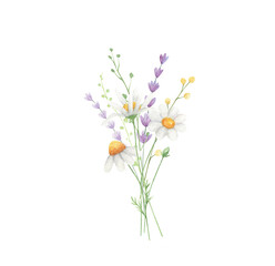 Obraz premium Daisy watercolor arrangements summer bouquets isolated on white background. Wildflowers compositions. 