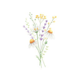 Daisy watercolor arrangements summer bouquets isolated on white background. Wildflowers compositions. 