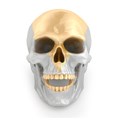 Silver skull with gold teeth. Art concept. Front view.  3D rendering