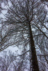 Winter snowy trees. City Park.