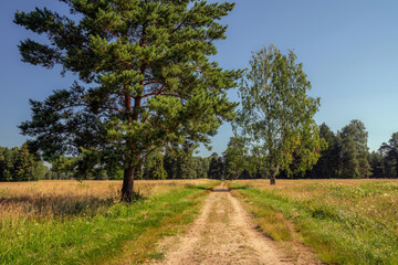 Obraz premium Alley in Pavlovsk Park, path through a meadow with pine trees, Pavlovsk, St. Petersburg, Russia