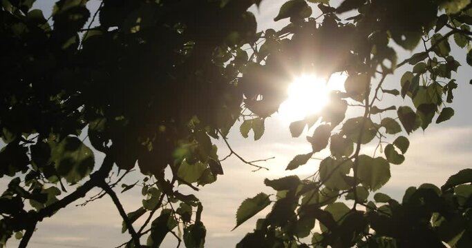 light of the sun breaks through the branches of the trees in summer