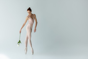 full length of elegant ballerina in ballet shoes holding rose on grey - obrazy, fototapety, plakaty