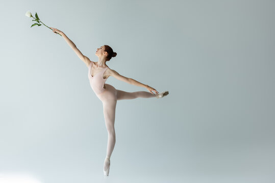 Fototapeta full length of graceful ballerina in bodysuit holding rose and dancing on grey