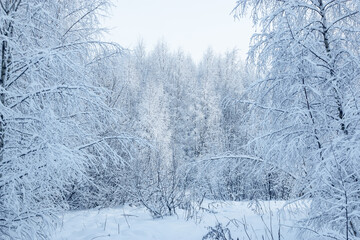 A wonderful fairy-tale forest stands covered with snow. Trees are abstract patterns of snow. Winter snowy landscape.