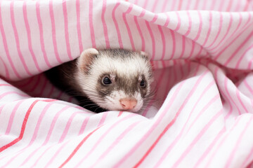 The ferret sleeps on the bed