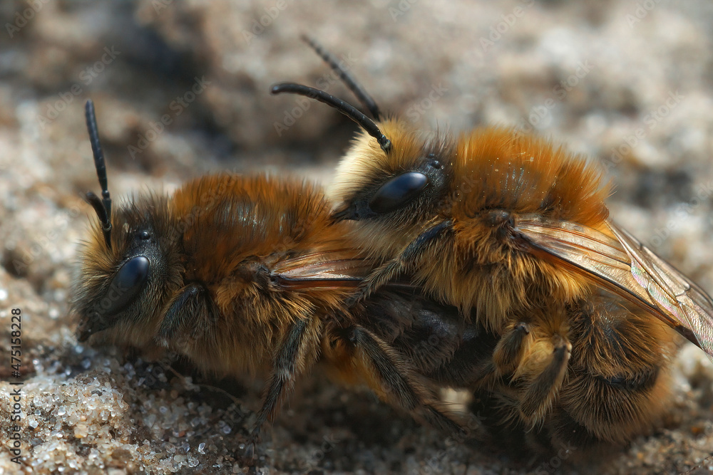 Poster Closeup on a couple of Early cellophane bee, Colletes cunicularius