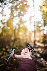 Vertical shot of a hand feeding great tit birds in the woods