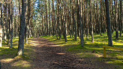 Fototapeta premium Fabulous dancing forest on green moss illuminated by rays of sunlight on the Curonian Spit, Kaliningrad region, Russia. Trunks of pine trees covered with moss in the forest or woods near of Baltic Sea