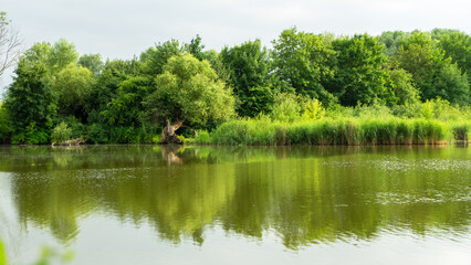 Pond in South Park, Kaliningrad, Russia. Trees and bushes along a pond or river. View from the opposite bank