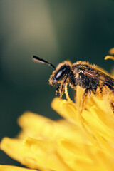 A young bee with pollen on its body collecting a pollen from a dandelion flower.