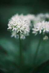 Closeup of cool wild garlic (also known as Allium ursinum, ramsons or bears garlic) in flower with blurred foreground and background. 