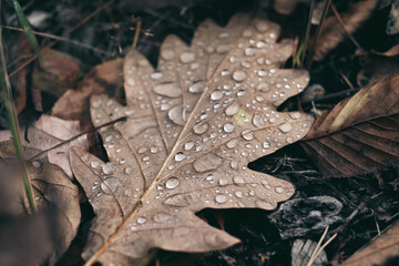 Soft oak autumn leaf on the ground after rain with water drops on its surface