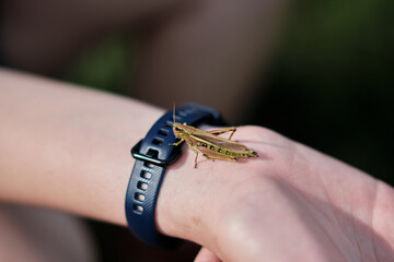 Large grasshopper sitting on a hand with a blue smartwatch and blurred background.