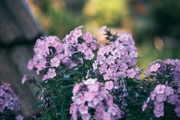 Purple flowering garden phlox (Phlox paniculata) in the sunny garden.