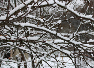 Obraz premium wintering tree branches under the snow in the garden