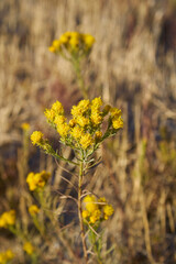 Obraz premium Galatella linosyris yellow flowers