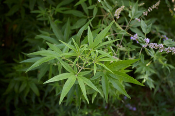 Vitex agnus-castus in bloom