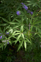 Vitex agnus-castus in bloom