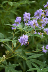 Vitex agnus-castus in bloom