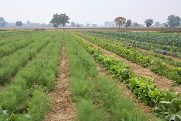 Fototapeta na wymiar winter vegetables in an agricultural field
