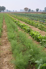 Fototapeta na wymiar winter vegetables in an agricultural field
