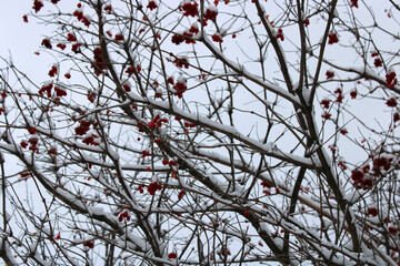 wintering tree branches under the snow in the garden