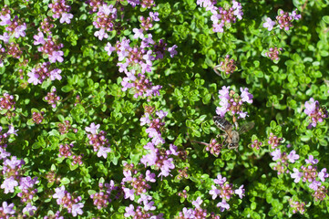 Obraz na płótnie Canvas Thymus serpyllum, Breckland thyme, pink flowers and green leaves background