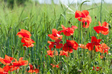 red poppies and green ears at field