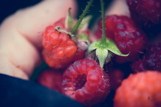 Hand Full Of Rasberries