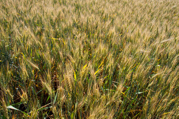 wheat field, background