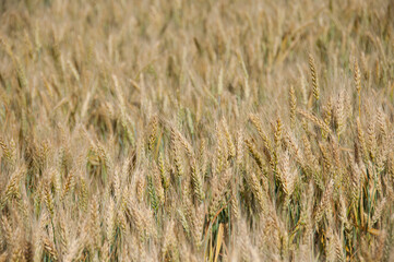 ripe wheat field, background