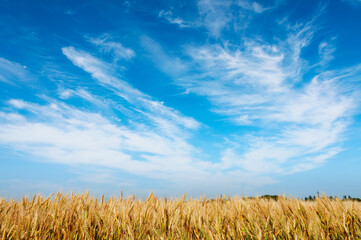 golden wheat field beneath blue sky with white clouds