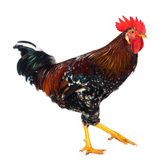 Swedish flower rooster isolated on white background