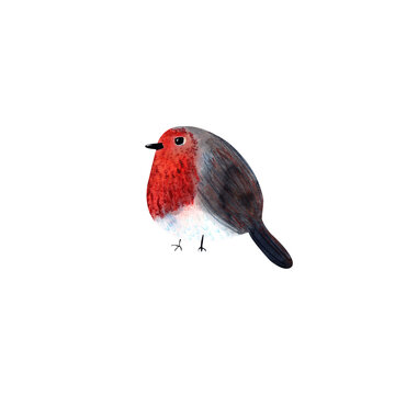 Hand painted watercolor painting of robin bird isolated on white background
