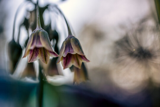 allium