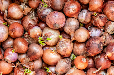 A pile of fresh raw organic onions in crate