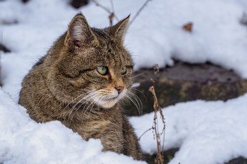 European Wild Cat (Felis silvestris) © Lubos Chlubny