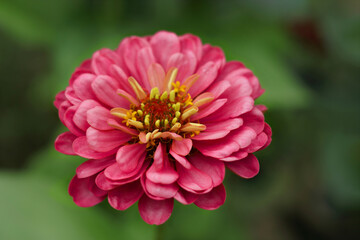 Selective focus on a red flower with blur background.Pink Gerbera in the garden.Blooming pink gerbera flower close-up on a green background.Copy space.Beautiful blooming red  daisy flower.