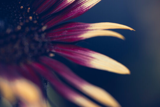 Red Sunflower