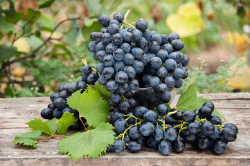 just harvested black grapes on wooden table in garden